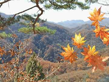 五指山市人民政府办公室最新人事任命