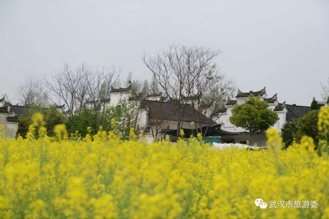 月花村天气预报更新通知