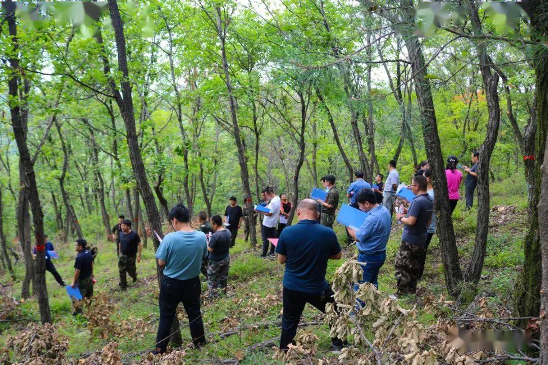 最新动态，宝马山林场的发展与创新